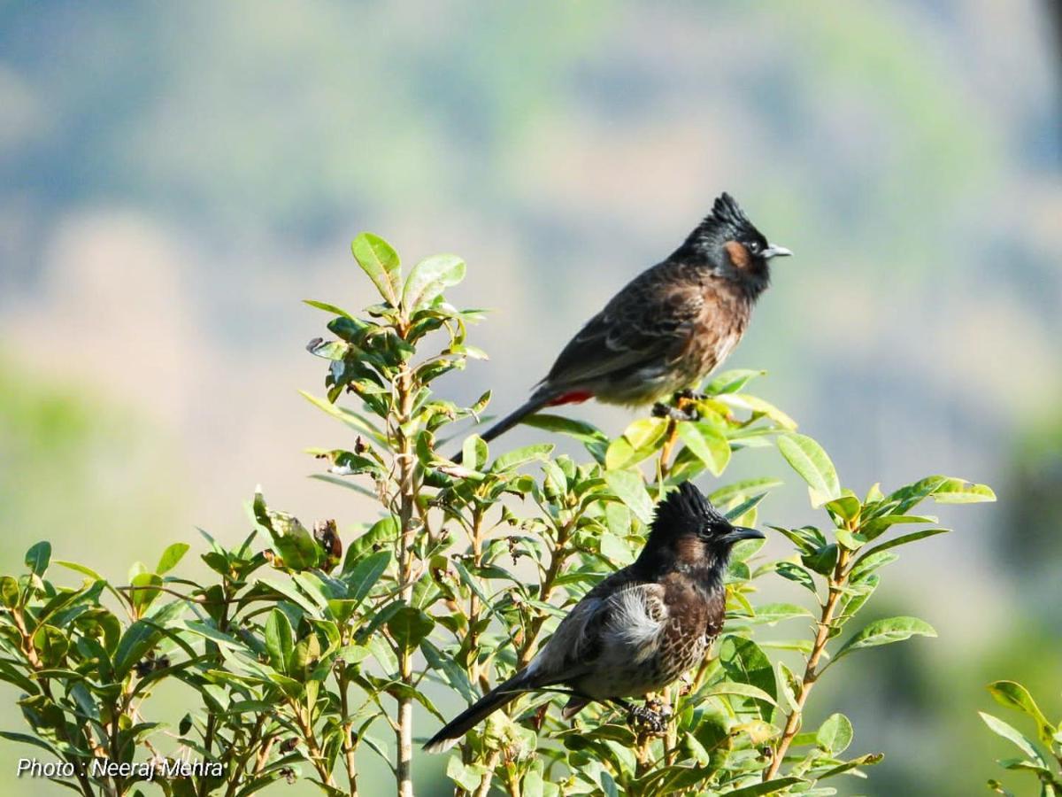 Entire 2 Bhk Nanda Devi Himalayan Homestay Ranikhet Exterior photo